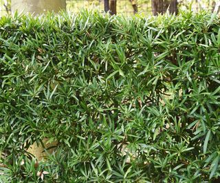 Podocarpus macrophyllus hedge