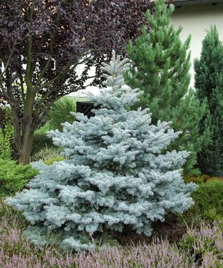 Colorado blue spruce (Picea pungens 'Koster')