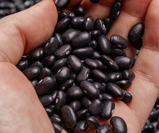 A hand holding a lot of black turtle beans