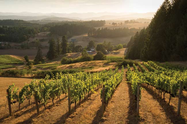 Bishop Creek Vineyard, Oregon
