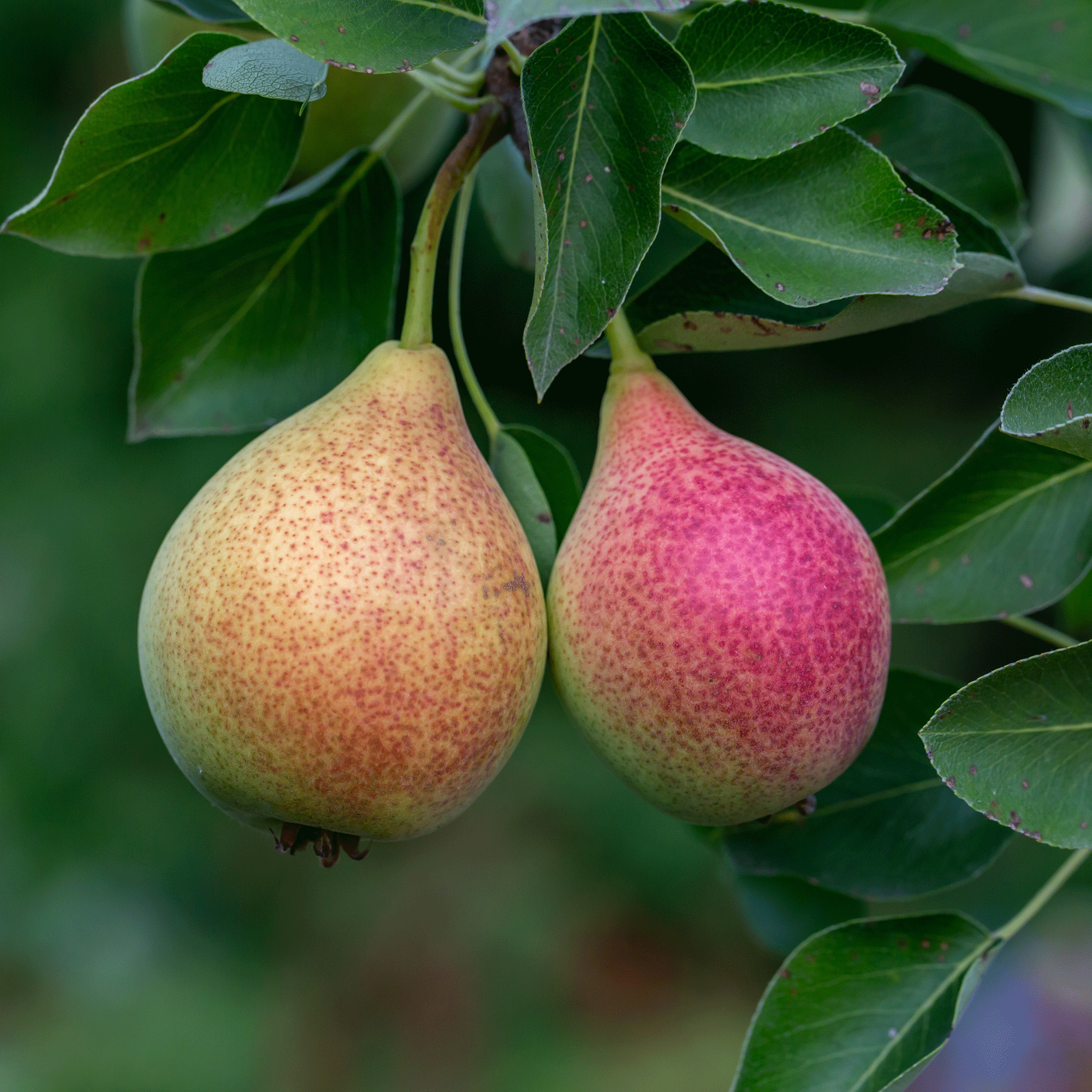 Pear tree