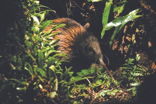 As their home was the last major land mass to be colonised, the creatures of New Zealand evolved like nothing else on the planet.