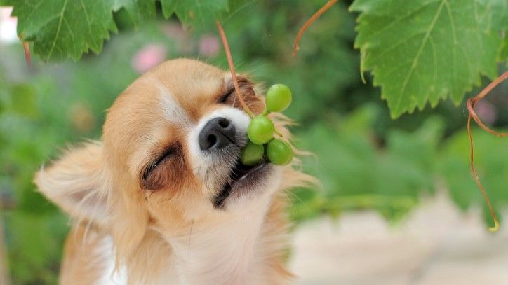 what will happen if my dog eats one grape