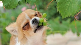 A small dog eating grapes from a vine