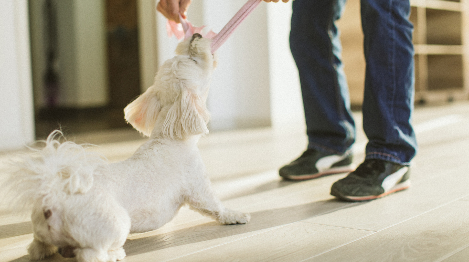 Maltese terrier playing tug of war