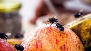Flies on an apple 