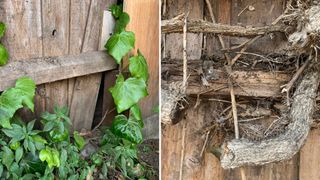 collage image showing the damage to a fence caused by ivy and the roots dying off