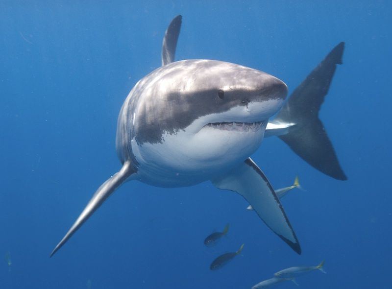 A great white shark in Mexico.