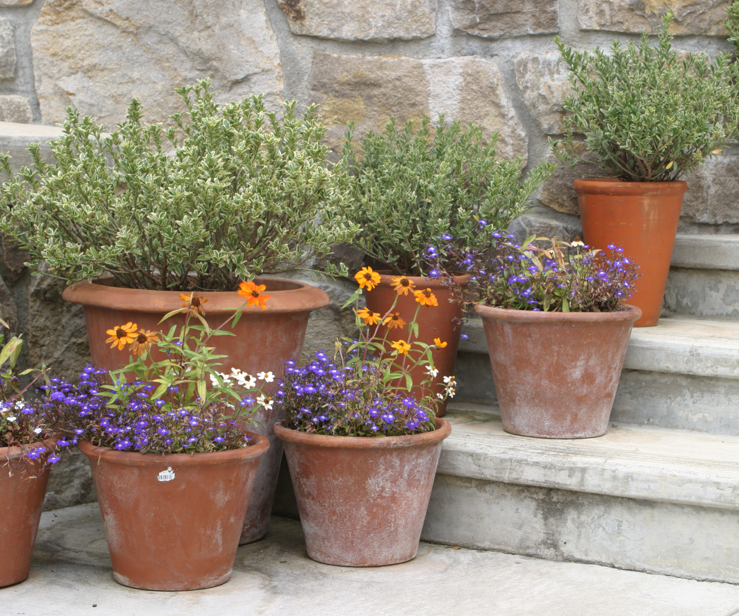 Rudnbeckia in terracotta pots with white and violet flowers