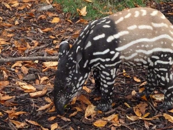 baby_tapir_crop