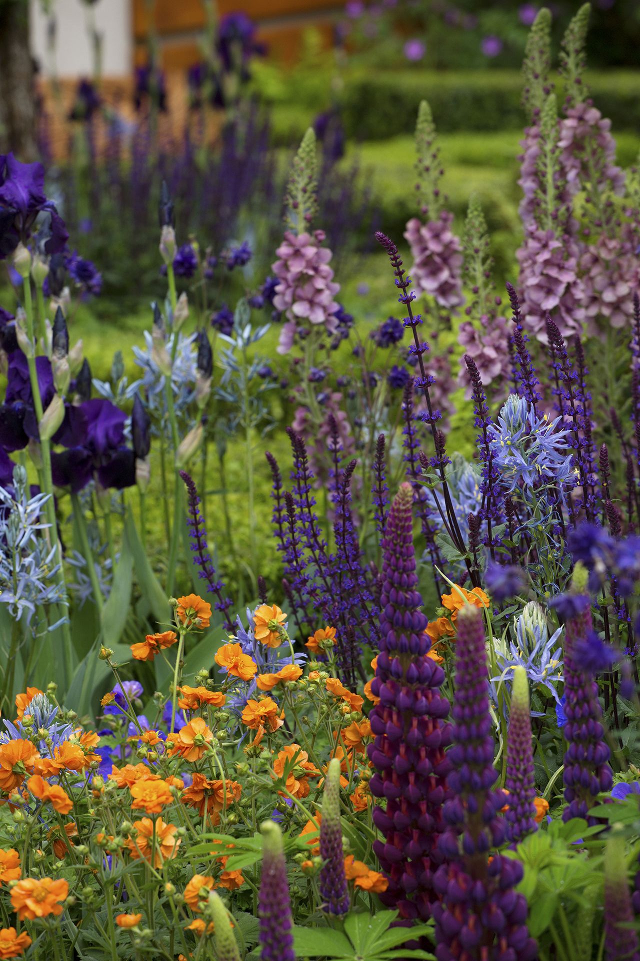 Monty Don tips for dividing perennials Homes & Gardens