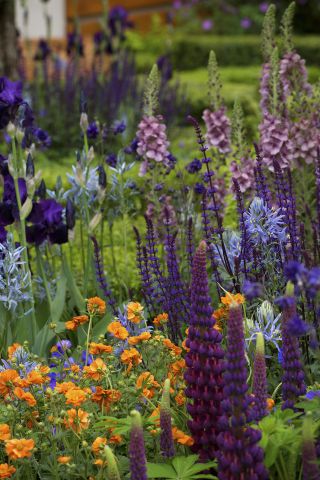 herbaceous border with geums and lupin in bloom – supporting plants