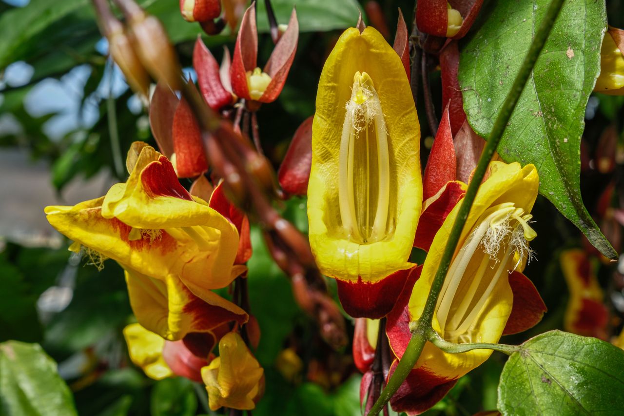 Mysore clockvine at the New York Botanical Garden