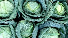 how to grow winter brassicas: Savoy cabbages at harvest