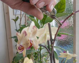Pruning a spike branch of an orchid after it has flowered