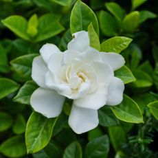 white gardenia flower
