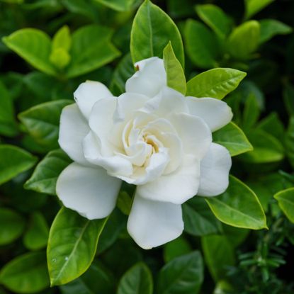 white gardenia flower