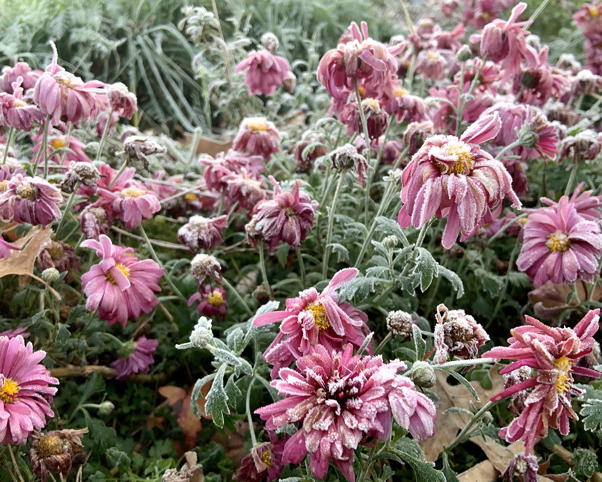 Pink dahlias dying back from frost