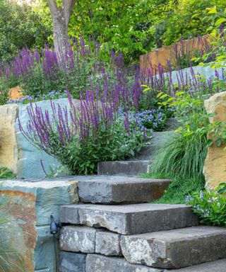 sloped garden with natural stone steps and retaining walls planted with salvia and campanula