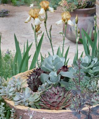 succulents in container