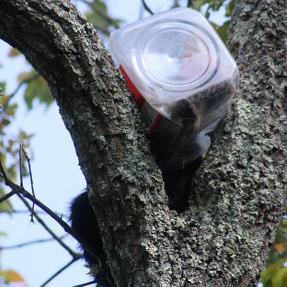 Bear cub sticks head in cookie jar, climbs into nearby tree, prompts decidedly unique rescue operation