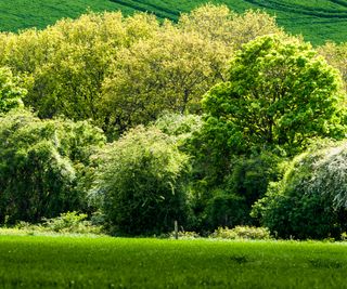 established trees in mini forest planting style