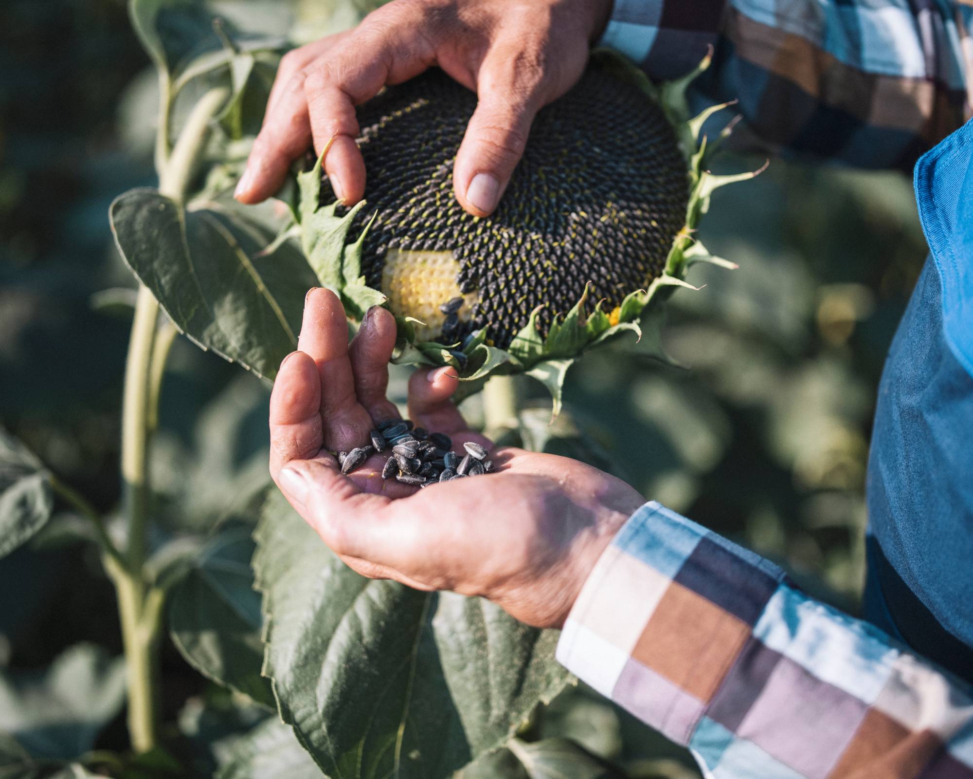 Gardener harvests sunflower seeds to store