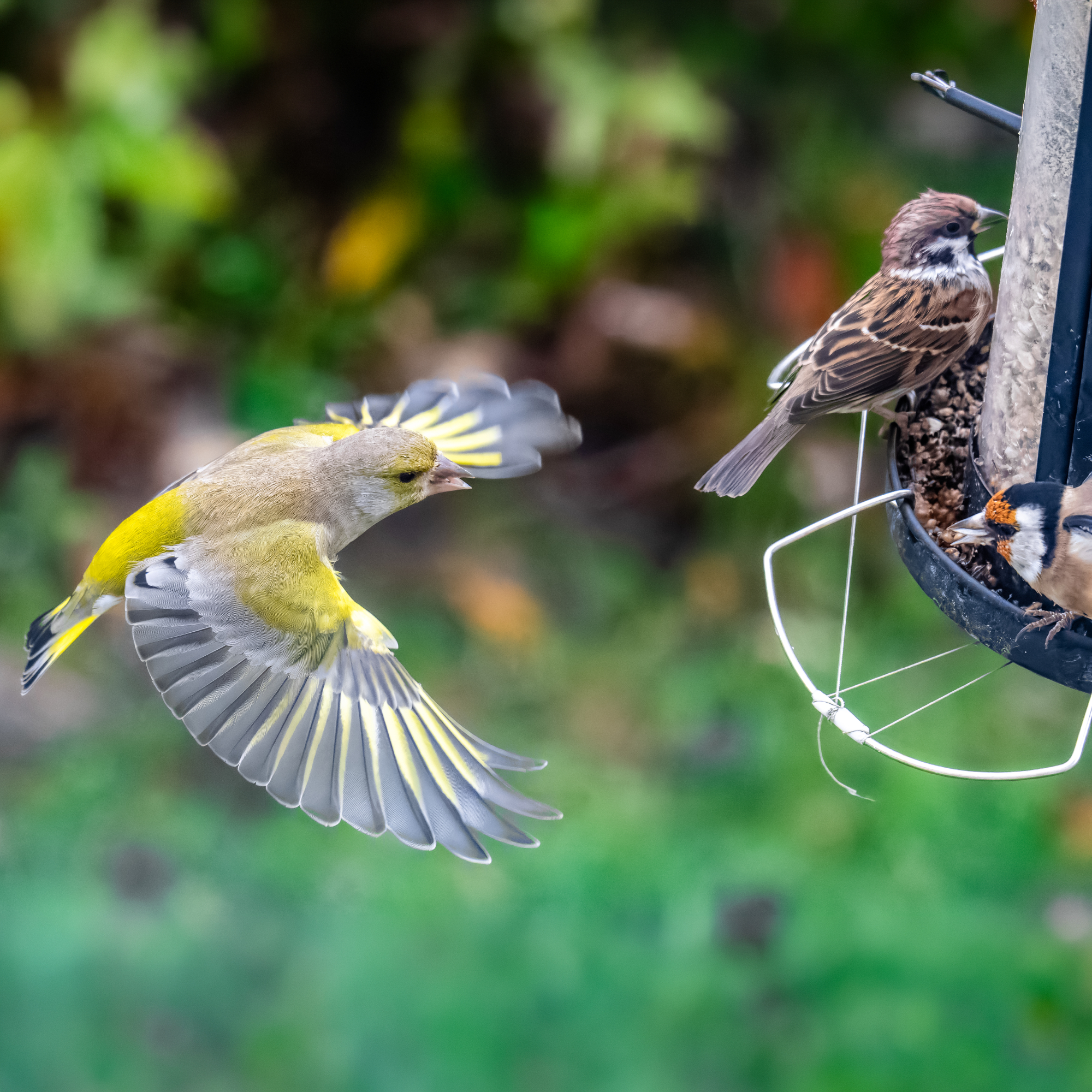 birds fighting on bird feeder