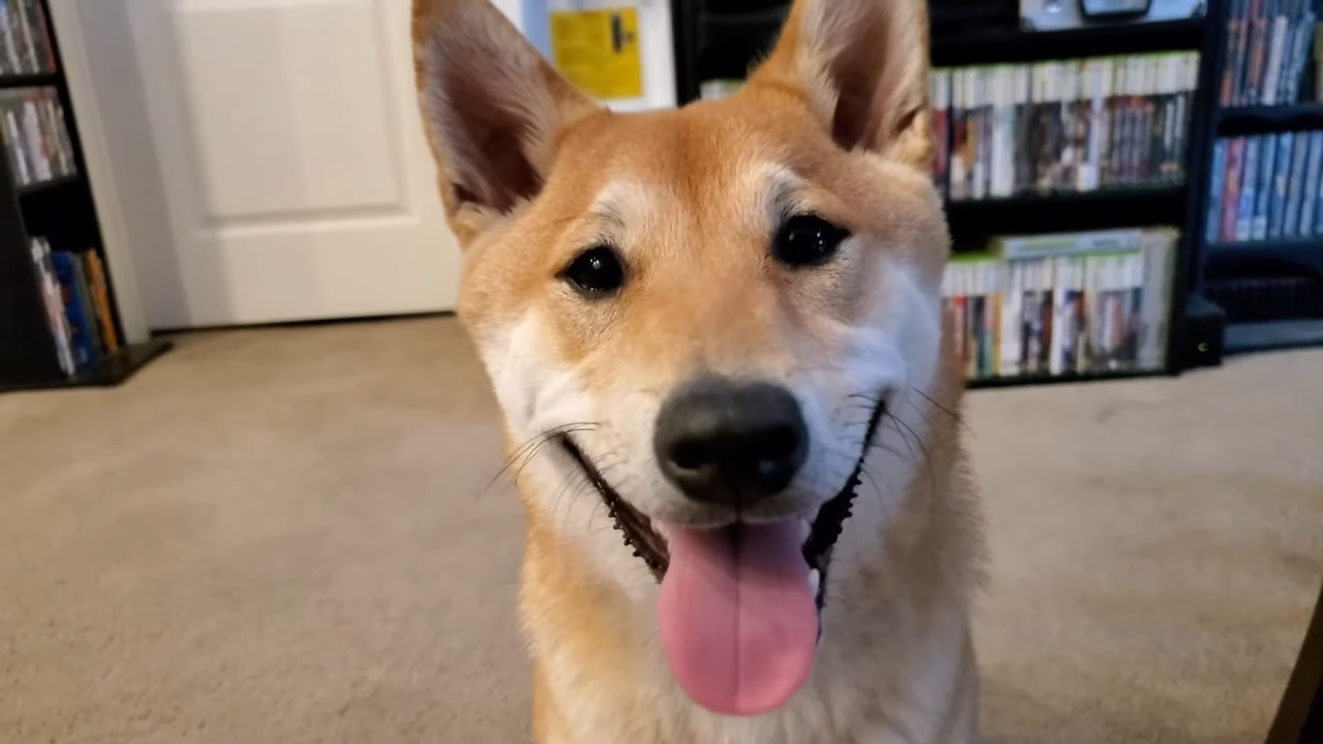 Owner of the world's first speedrunning Shiba Inu reveals how the best ...