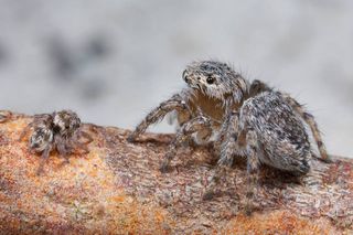 A female of the peacock spider species Maratus jactatus, with one of her offspring.
