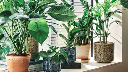 collection of luscious green houseplants on a large windowsill