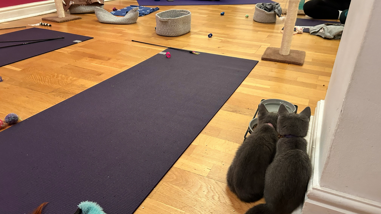 A room with yoga mats, toys, scratching posts and two kittens near a bowl