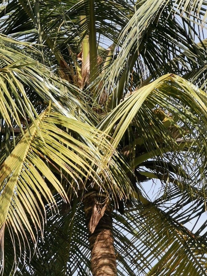Huawei P30 Pro camera (10x)