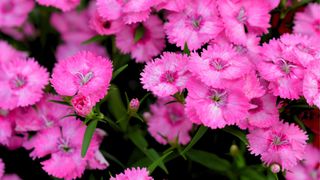 Pink Flowered Dianthus