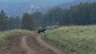 Bears are seen sometimes during the Tour Divide race.