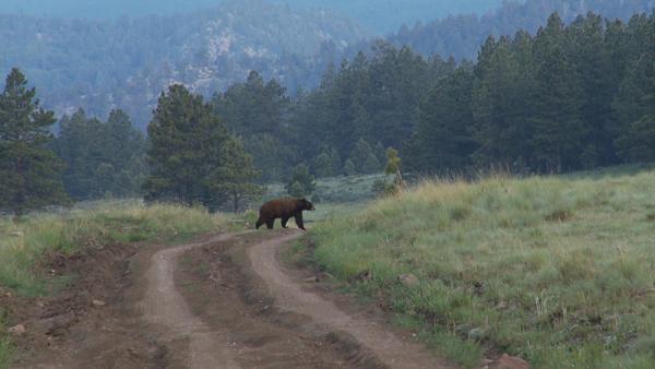 tour divide live tracker