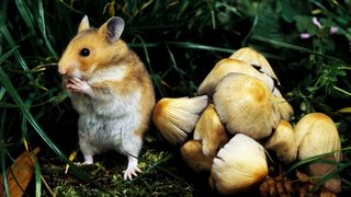 hamster sitting near some mushrooms