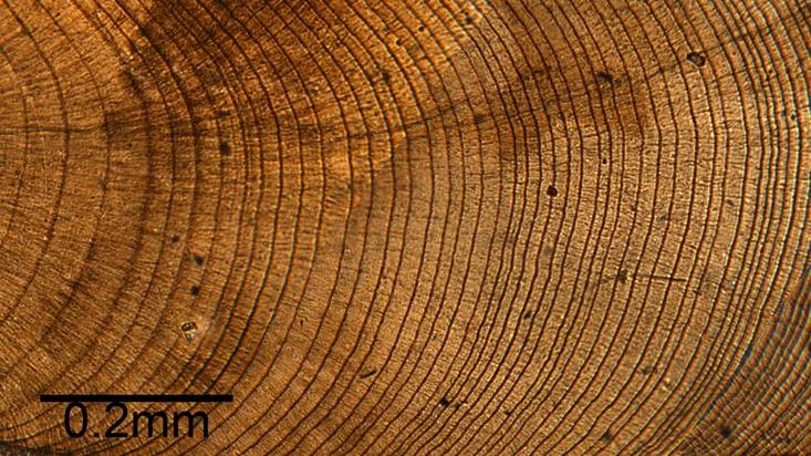 Close-up of growth bands in a dog cockle shell from the North Atlantic.