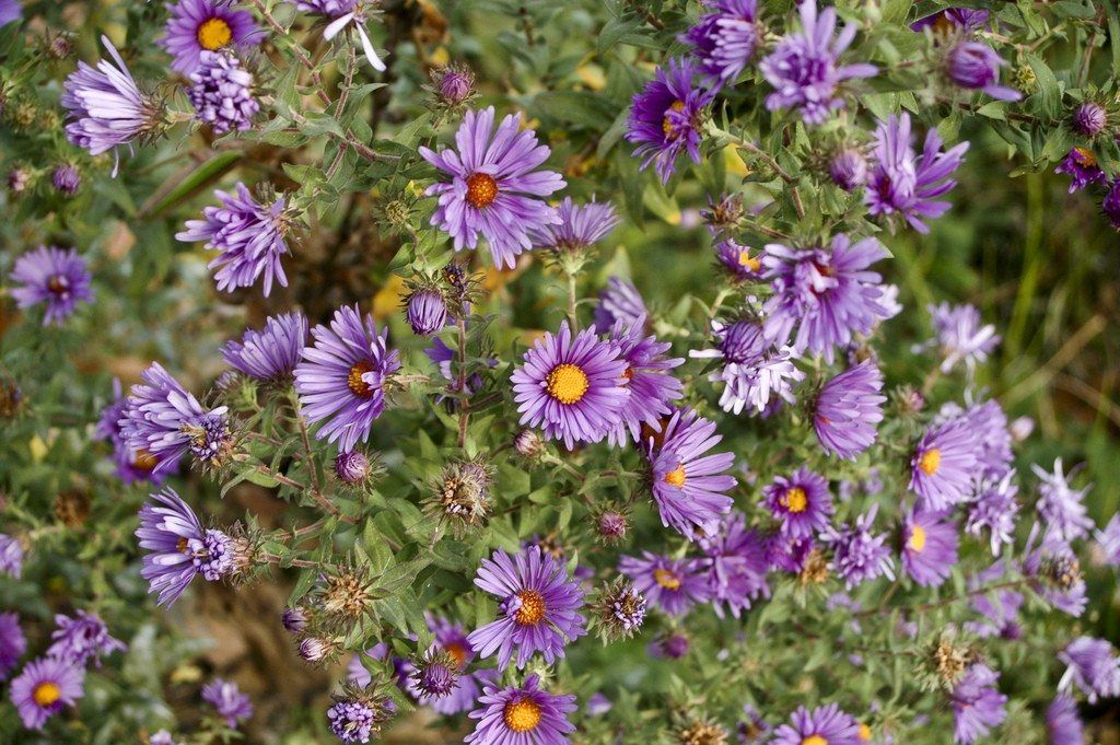 new england asters1