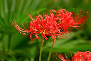 A close-up of a red spider lily flower