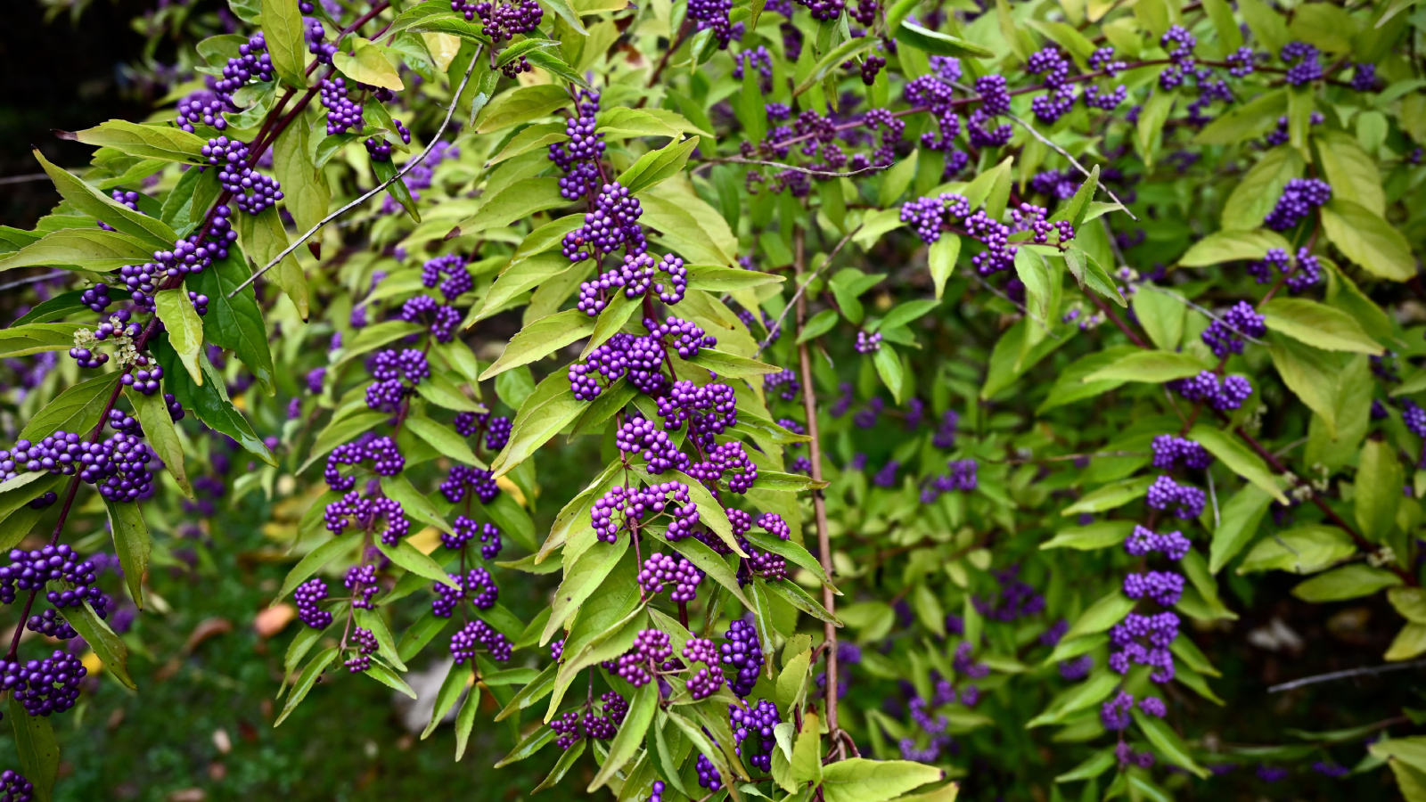 Purple berries on beautyberry shrub