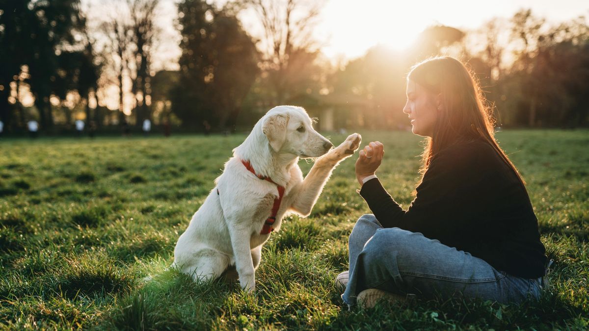 Woman training her puppy in the park