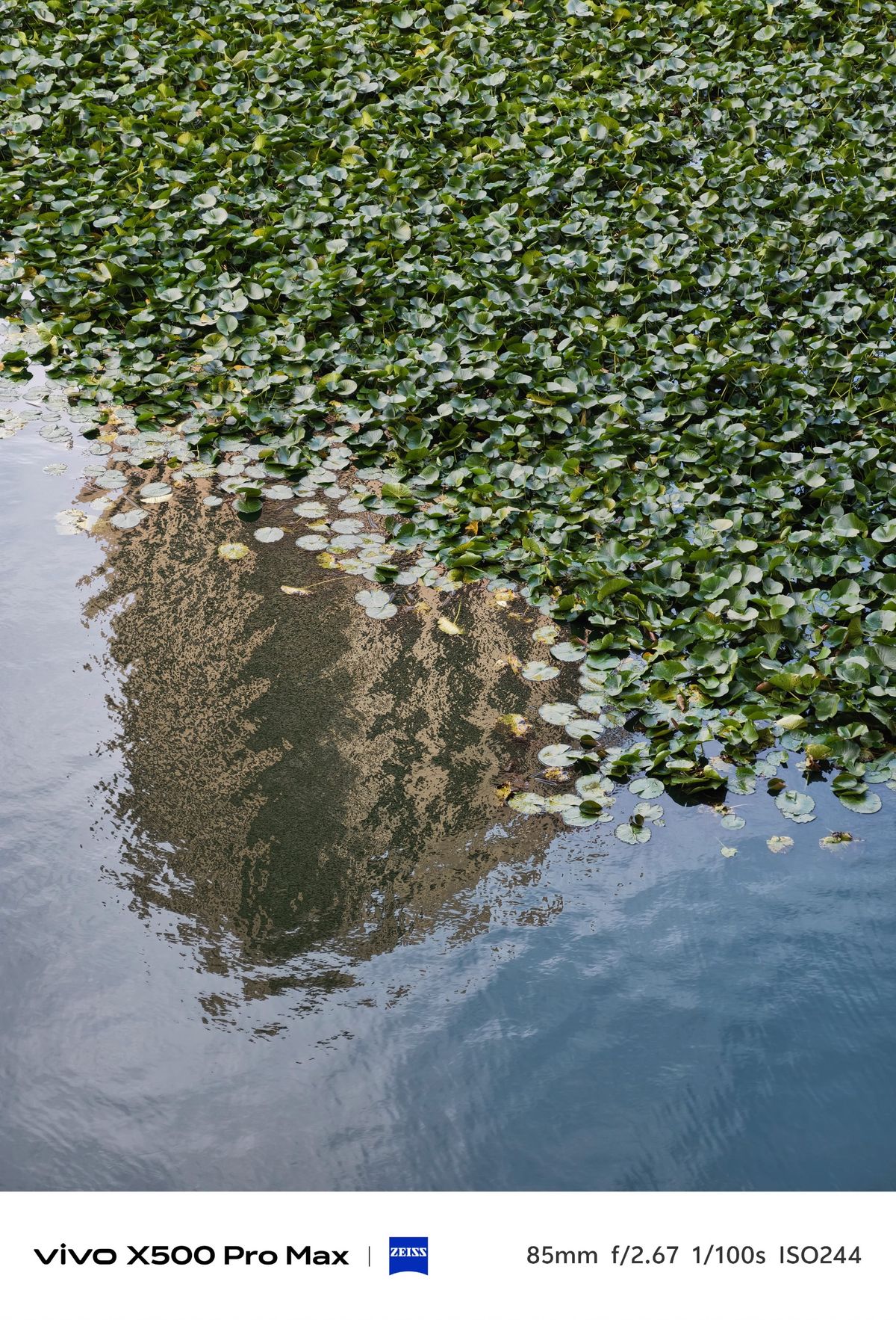 Dense lily pads surrounding a reflection in the surface of a pond.
