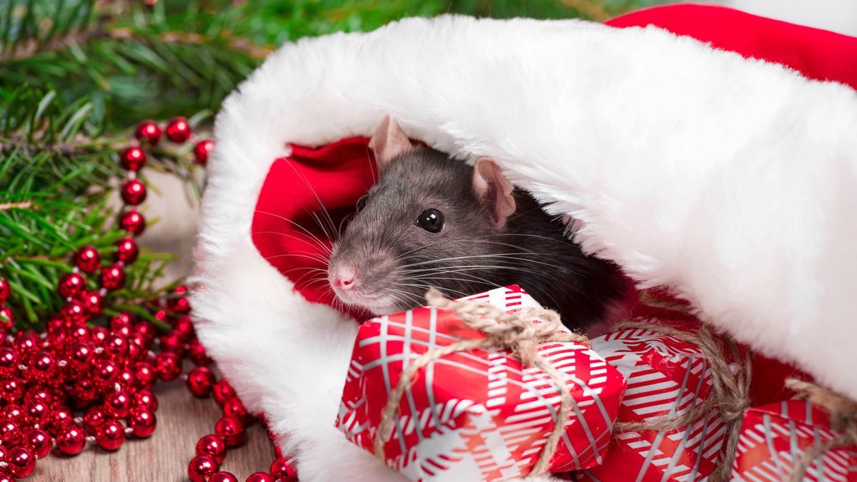 Mouse hiding in a Santa hat with Christmas gifts