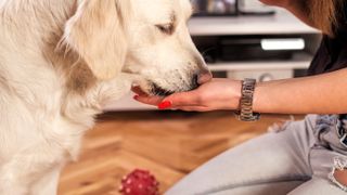 Dog eating treat out of palm of woman's hand