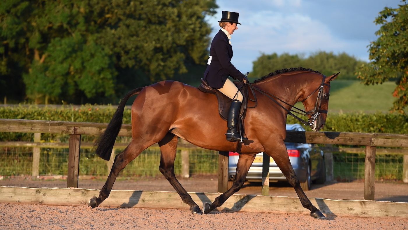 Time 2 Reflect, a champion show hunter