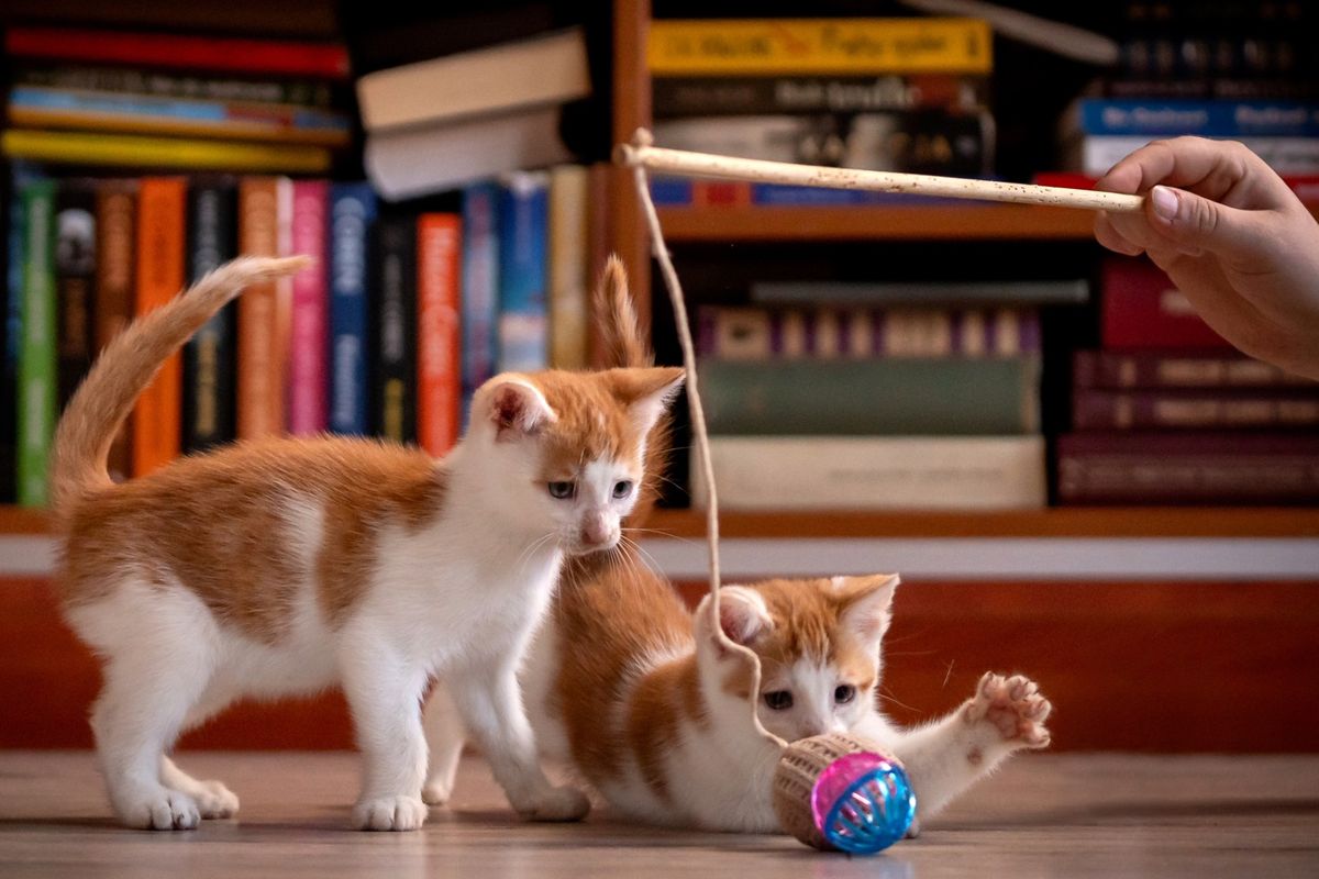 Why is my cat play biting? A behaviorist reveals 3 reasons PetsRadar