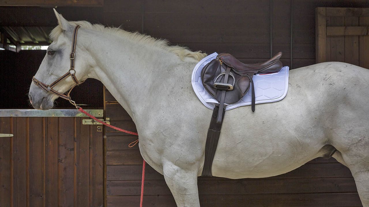 Eskadron 3D mesh compact saddle pad review