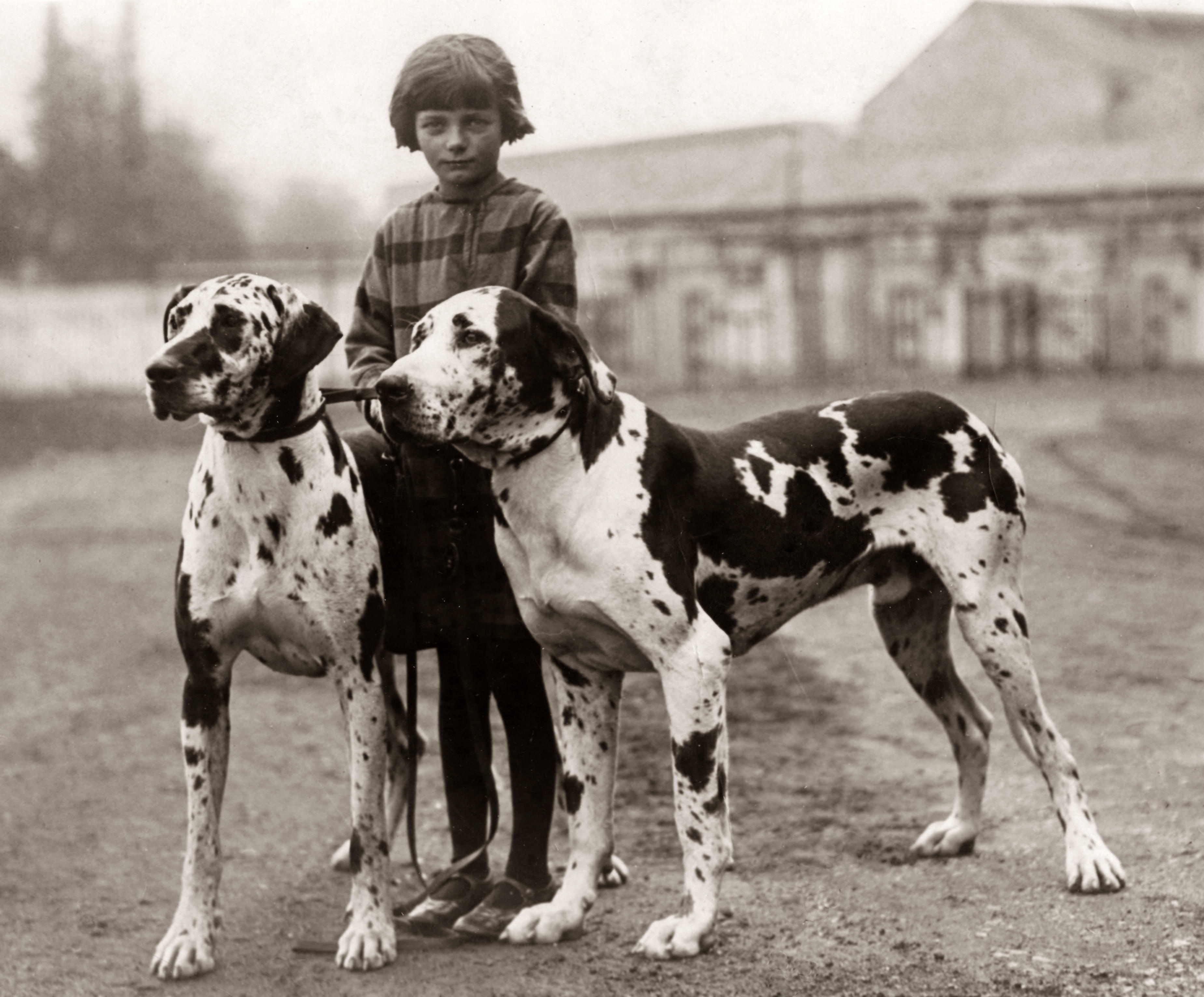 A young child stands proudly holding two large Harlequin Great Danes on leads at a police dog show in White City, London, in 1929. The black-and-white photograph captures the size and elegance of the dogs against a simple outdoor backdrop.