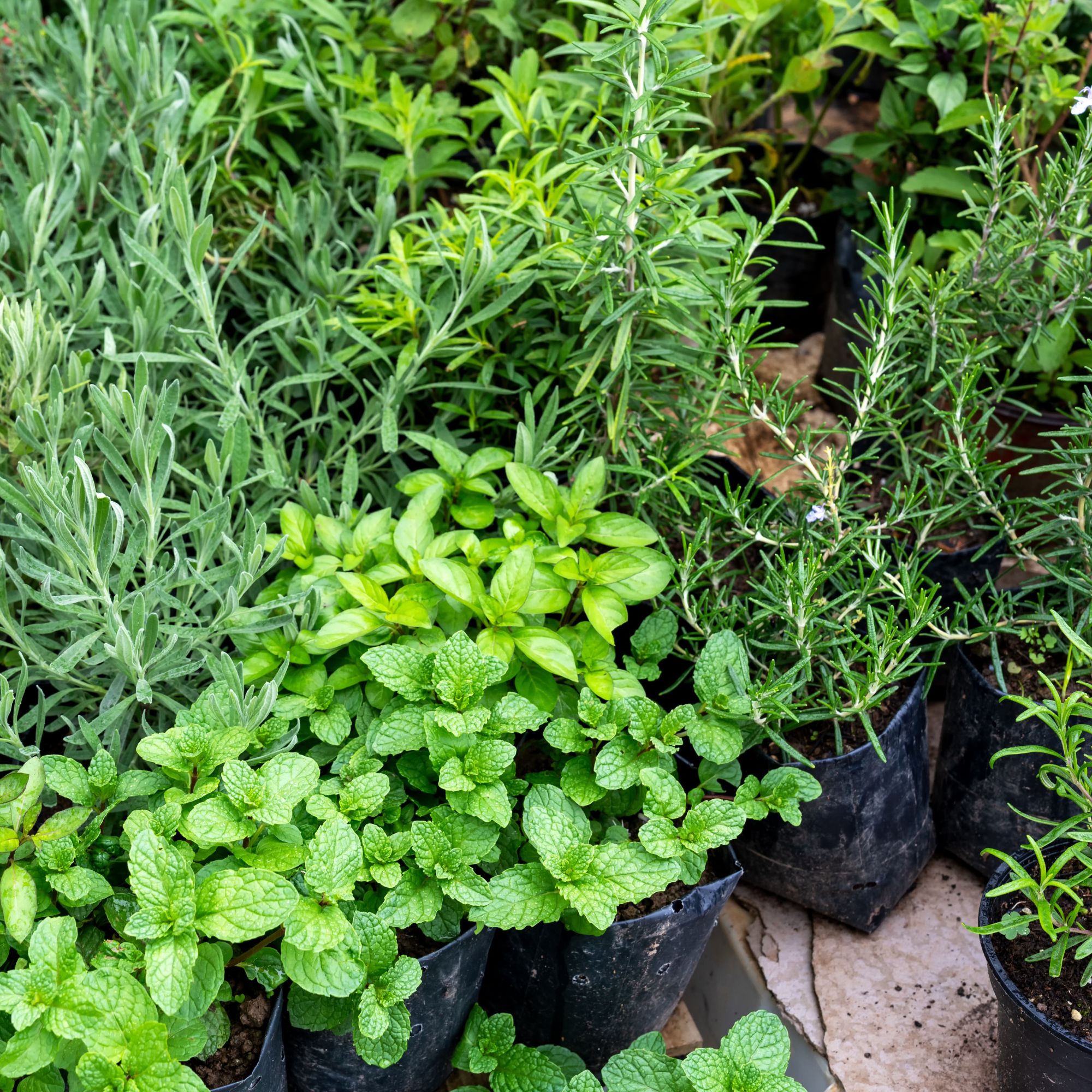 rosemary and mint plants in garden